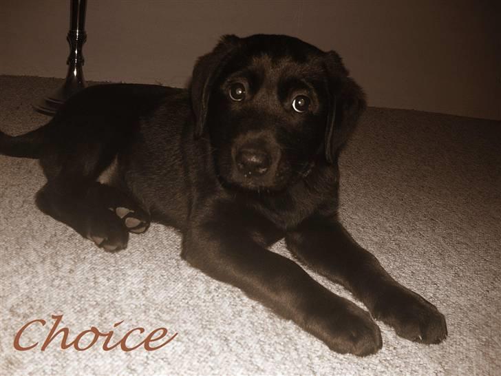 Blanding af racer - Kaldenavn Choice billede 19