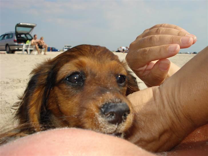 Dværggravhund Freja billede 8