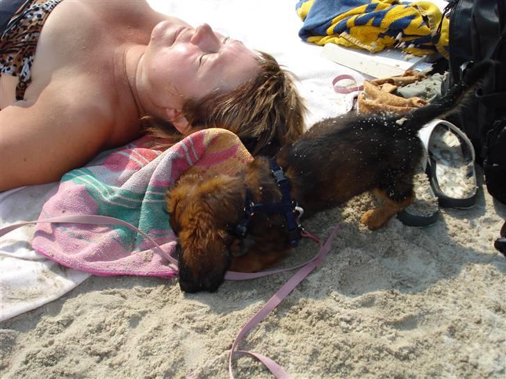 Dværggravhund Freja billede 9