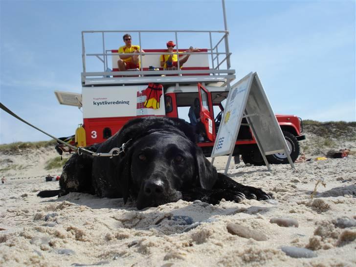 Labrador retriever Futte <3 - Futte foran livreder billen i søndervig<3 billede 16