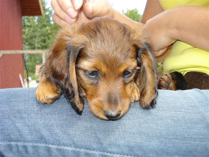 Dværggravhund Freja billede 10