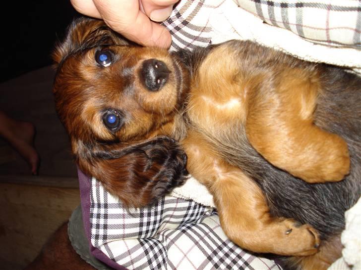 Dværggravhund Freja billede 11