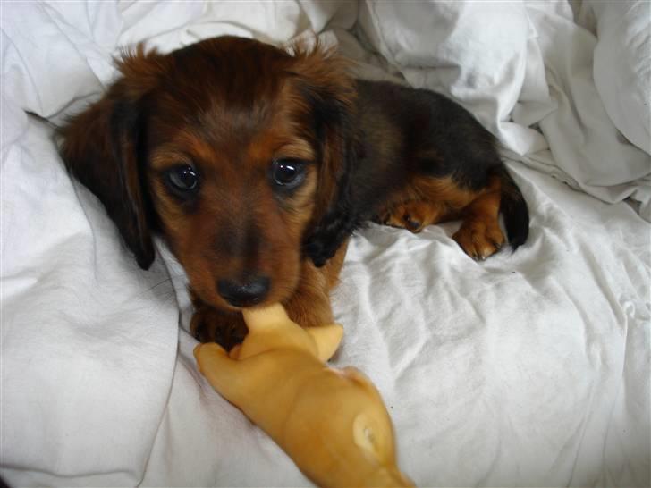 Dværggravhund Freja billede 12