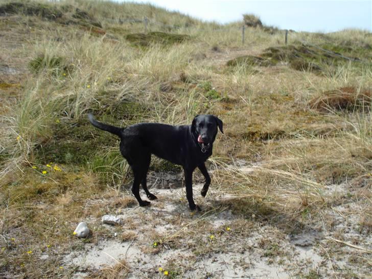 Labrador retriever Futte <3 - i kliterne<3 billede 17