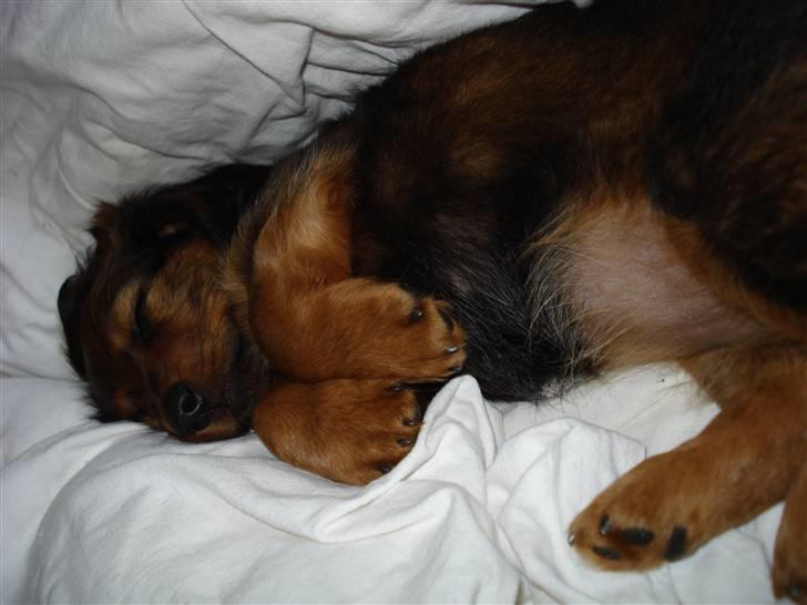 Dværggravhund Freja billede 13