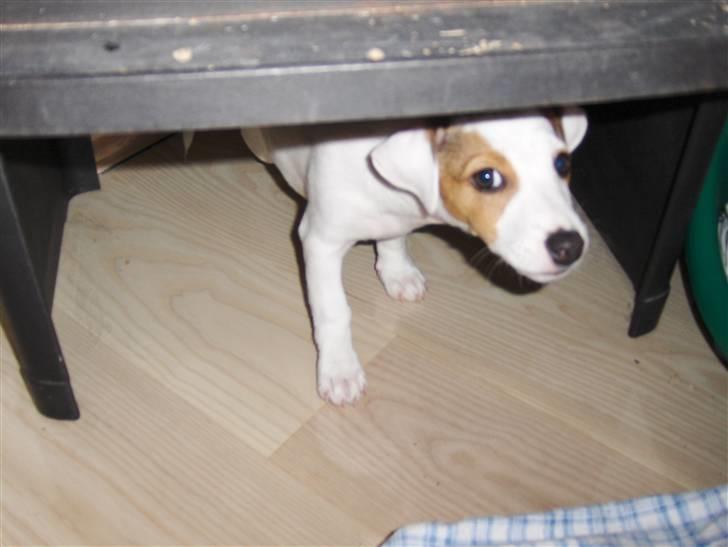 Jack russell terrier Freja billede 1