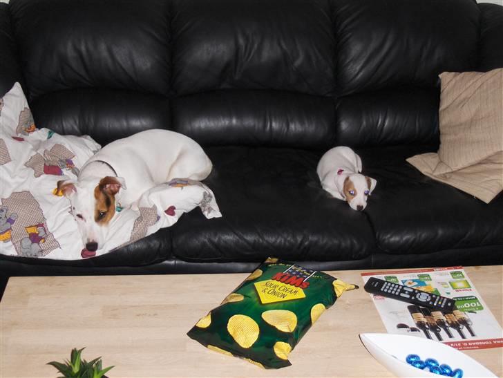 Jack russell terrier Freja billede 2