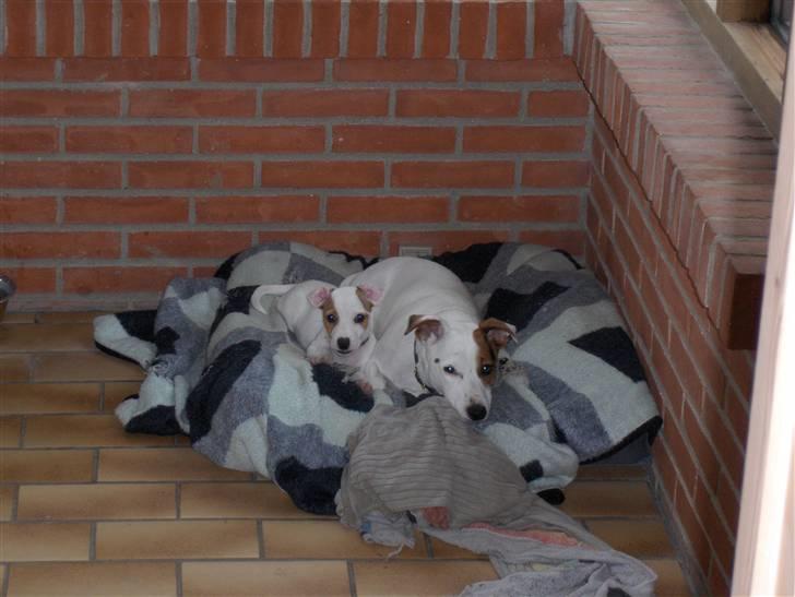 Jack russell terrier Freja billede 3