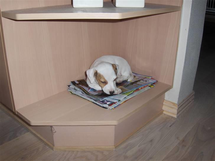 Jack russell terrier Freja billede 4