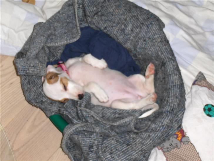 Jack russell terrier Freja billede 5