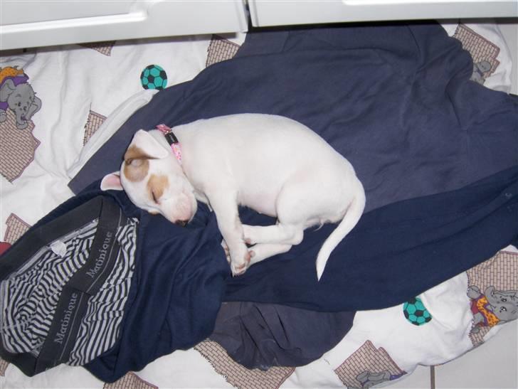 Jack russell terrier Freja billede 6