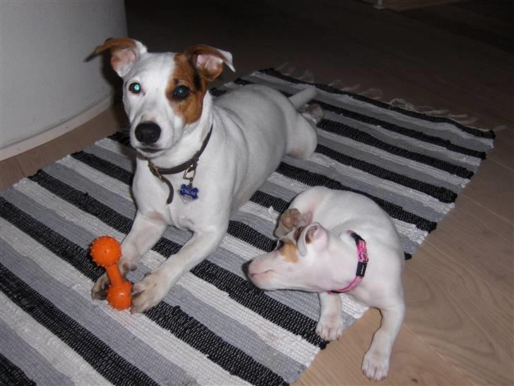 Jack russell terrier Freja billede 7