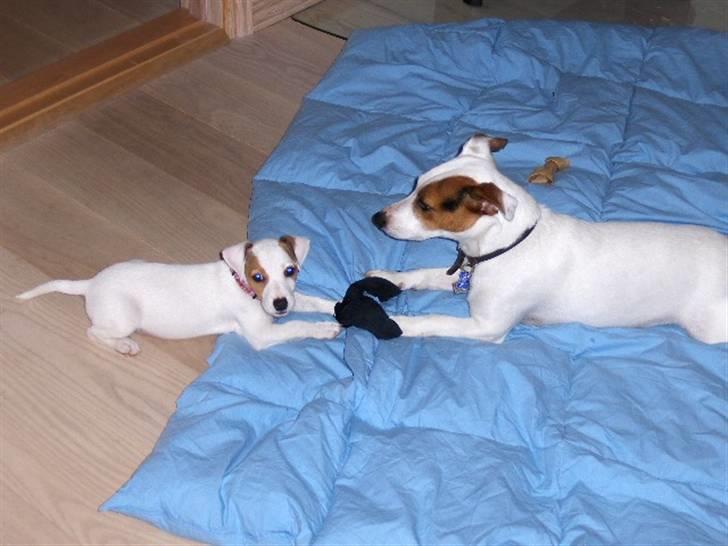 Jack russell terrier Freja billede 8