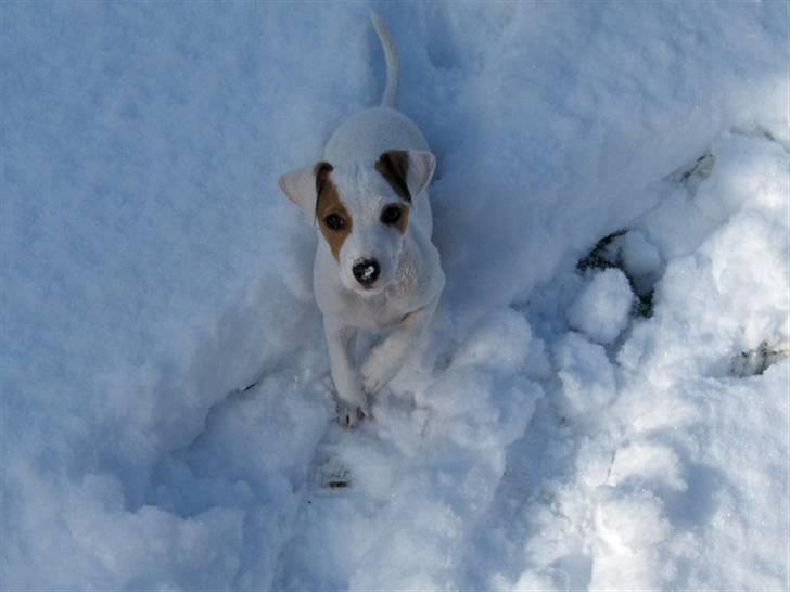 Jack russell terrier Freja billede 9