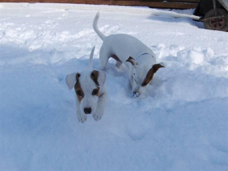 Jack russell terrier Freja billede 10