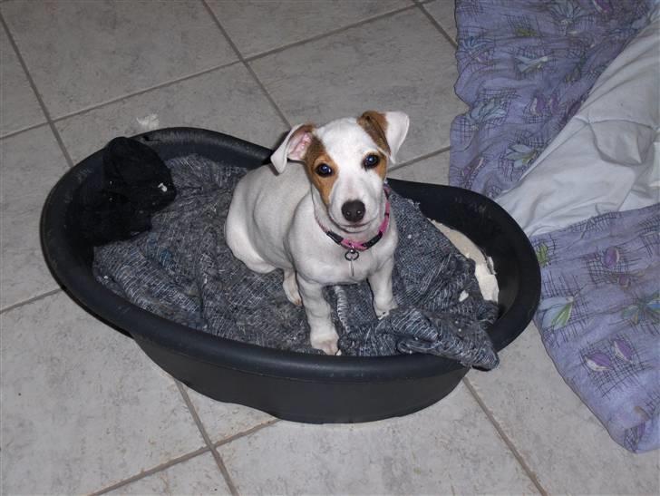 Jack russell terrier Freja billede 11