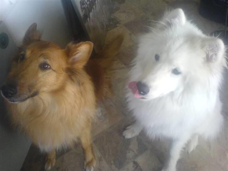 Blanding af racer Bella - marco og bella billede 11