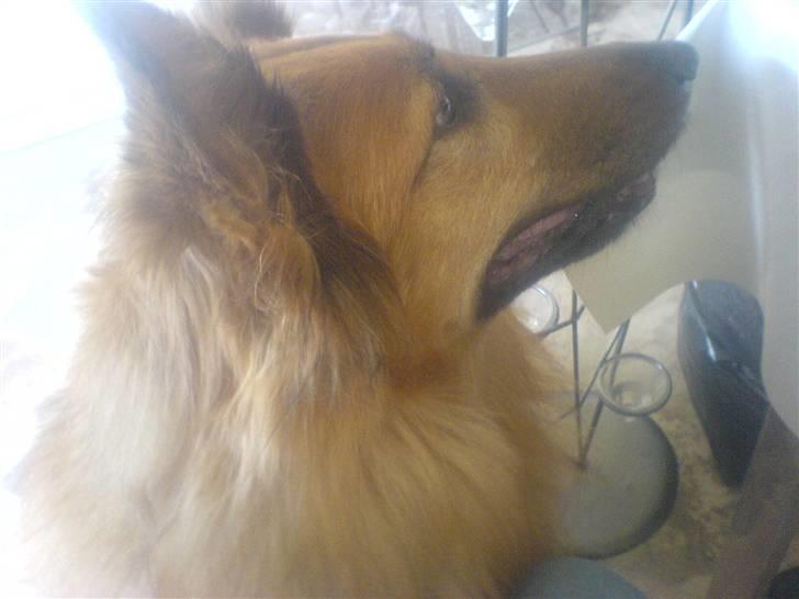 Blanding af racer Bella - smukke bella billede 12