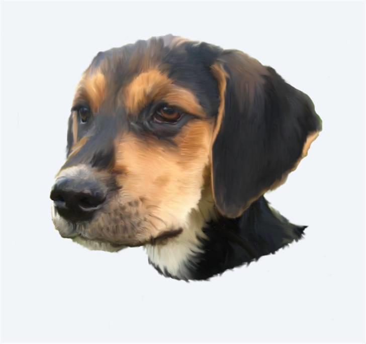 Blanding af racer Nuser - Lavet af Hans F. billede 15