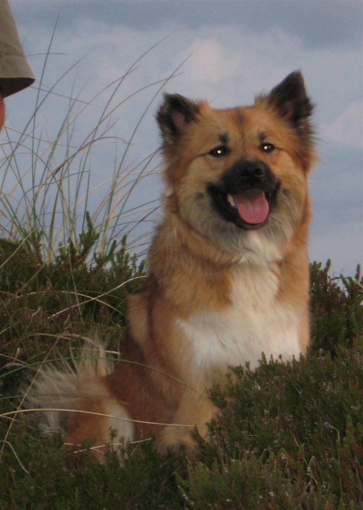 Islandsk fårehund Fála - Fála på årets ferie i Grærup v. Varde Her er hun ca 1 år og 2 mdr. billede 11