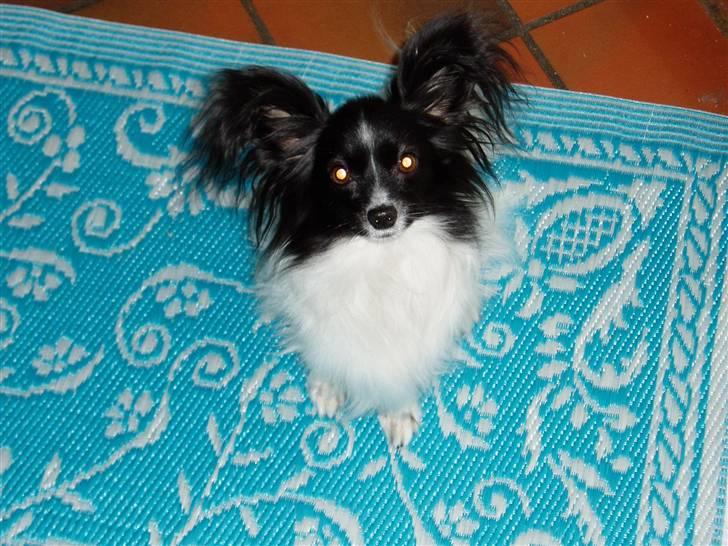 Papillon Sisse - Hej mor :o) billede 14