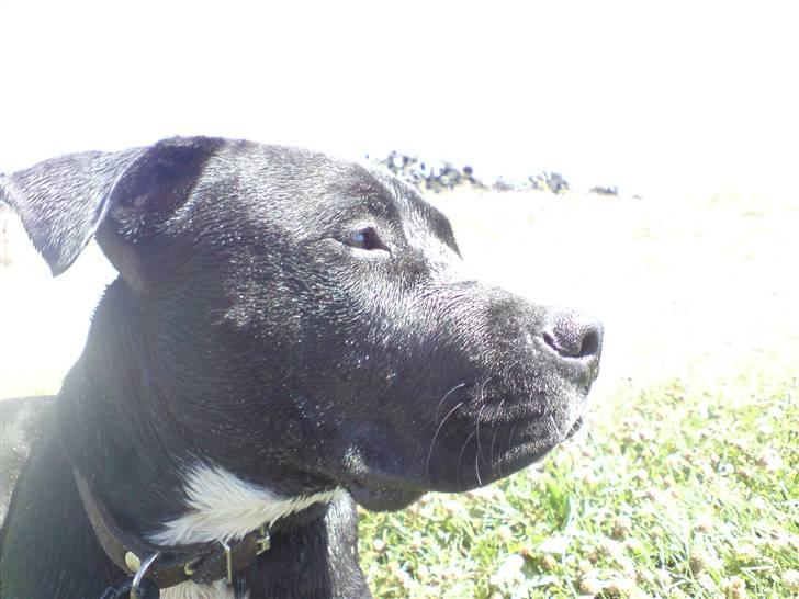 Amerikansk staffordshire terrier Zin-G billede 19