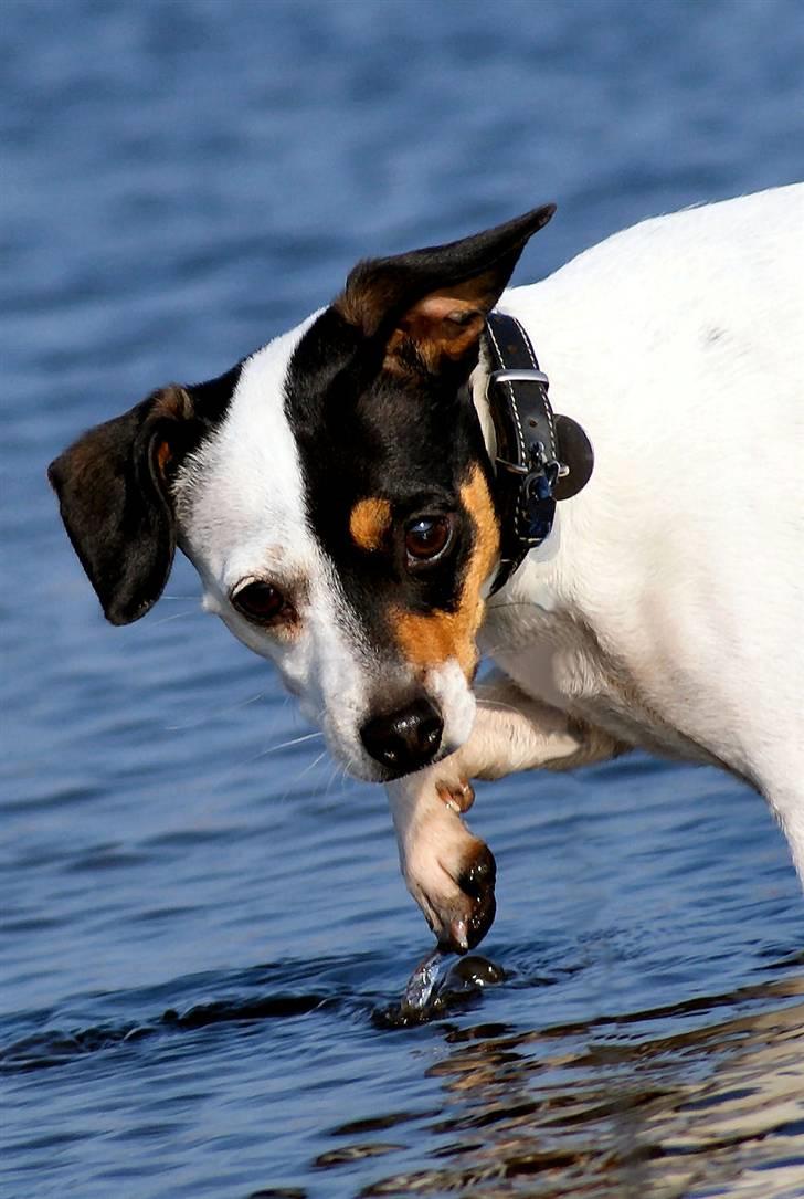 Dansk svensk gaardhund Dina - Hmmm, mon der er piratfisk nede i det våde vand ? billede 10