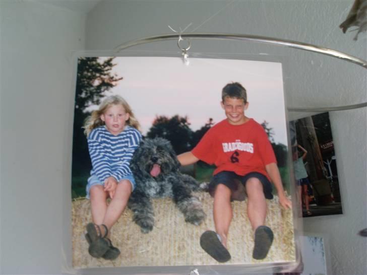 Schapendoes Anton *aflivet* - Sidder på en halmballe med Mads Og Simone:D billede 8