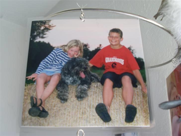 Schapendoes Anton *aflivet* - Sidder her igen , det var tider.... billede 9