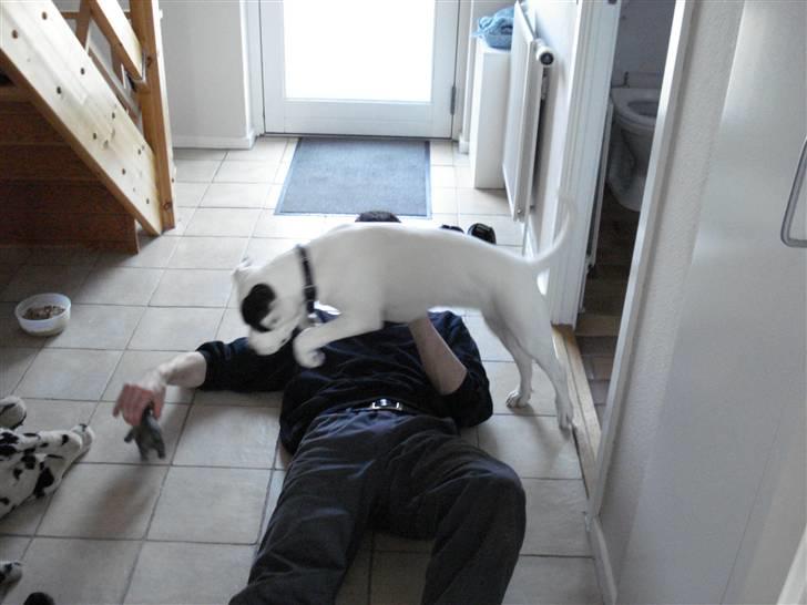 Amerikansk bulldog AB:)Soffie=:) billede 7