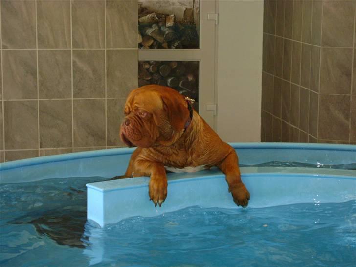 Dogue de bordeaux Ikaros R.I.P. billede 15