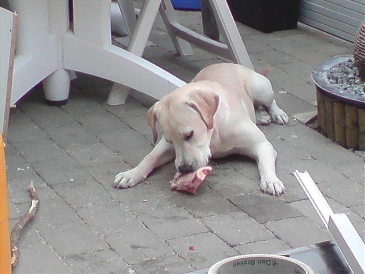 Labrador retriever Thor - Mit kød ben  billede 1