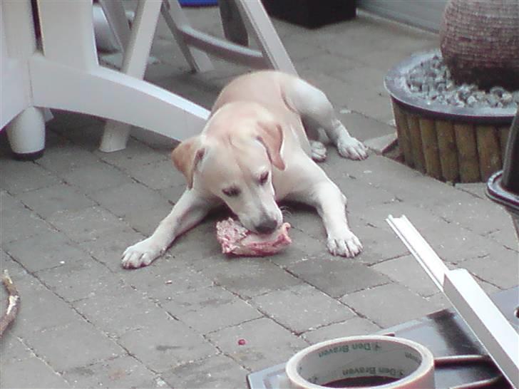 Labrador retriever Thor - Mit ben igen billede 2