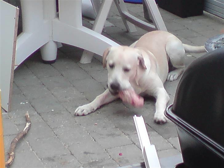 Labrador retriever Thor - Mit ben igen igen kun mit billede 3