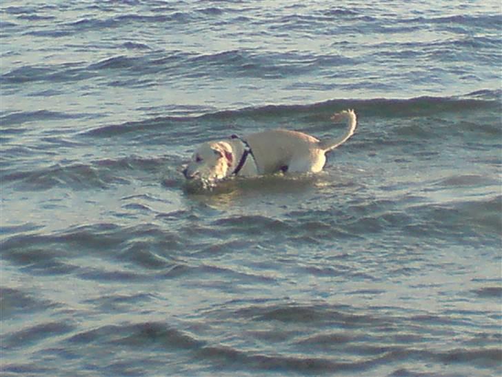 Labrador retriever Thor - Den pind må jeg heller tag med hjem til mor og fra man kan ikk få den op billede 5