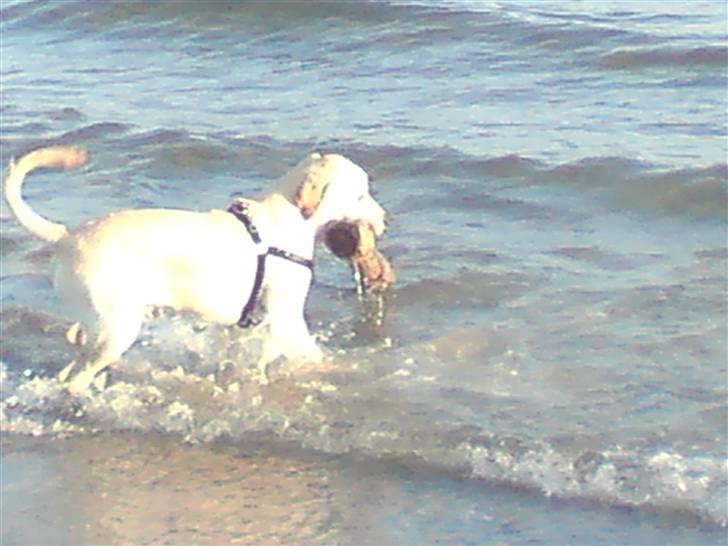Labrador retriever Thor - Nøj den er stor den må jeg have med hjem  billede 6