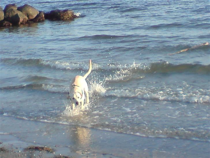 Labrador retriever Thor - Den var for tung til og tag op på strand kanten så den villle jeg ikk have billede 7