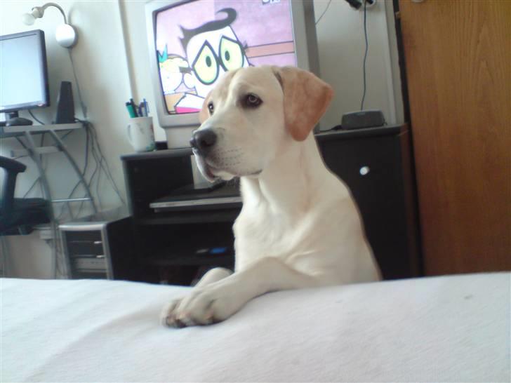 Labrador retriever Thor - Må jeg smage din banan mad billede 8