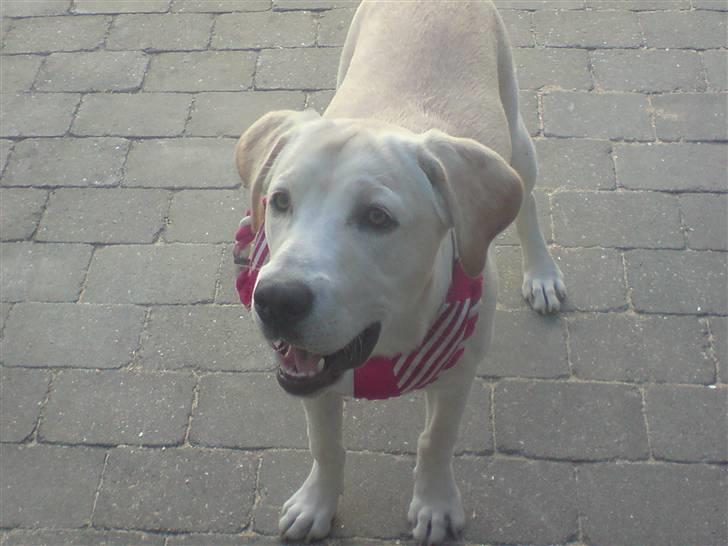 Labrador retriever Thor - Jeg kan ikk finde mit legetøj hvor mon det er henne billede 9