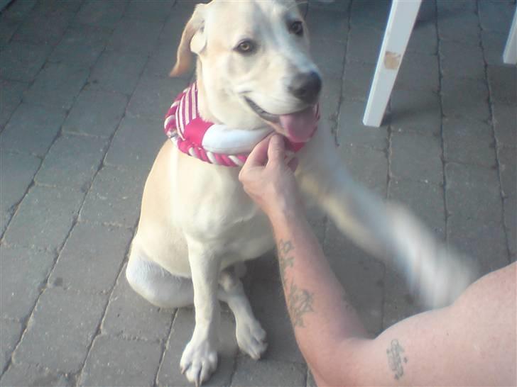 Labrador retriever Thor - Det om min hals ville du ikk tag det af far billede 10