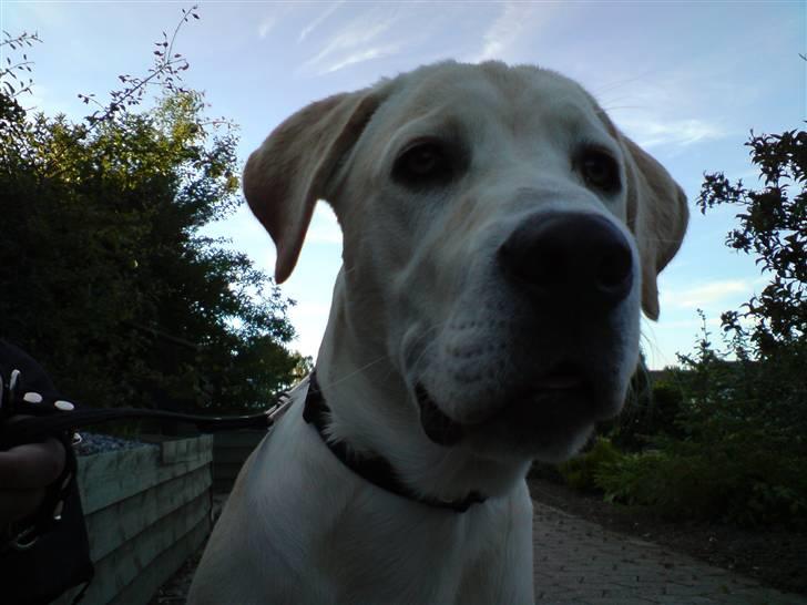 Labrador retriever Thor - Nær billed er jeg ikk sød billede 11