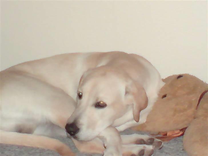 Labrador retriever Thor - Efter en god lang tur må jeg lige sove lidt billede 12