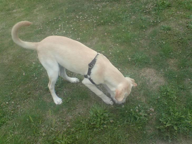 Labrador retriever Thor - Jeg har fundet noget hva mon det er  billede 13