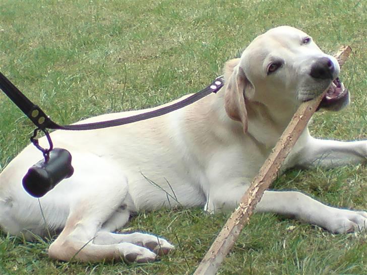 Labrador retriever Thor - Mmmmmmmm en lækker pind billede 15