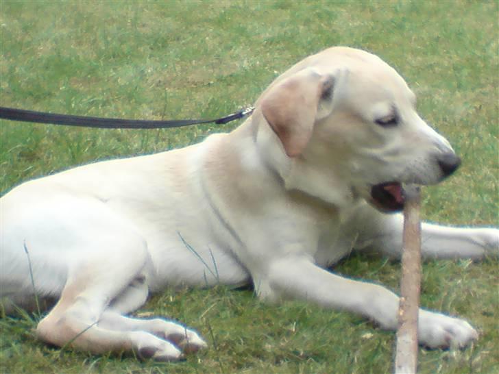 Labrador retriever Thor - Må jeg få den med in den er god og tygge i billede 16