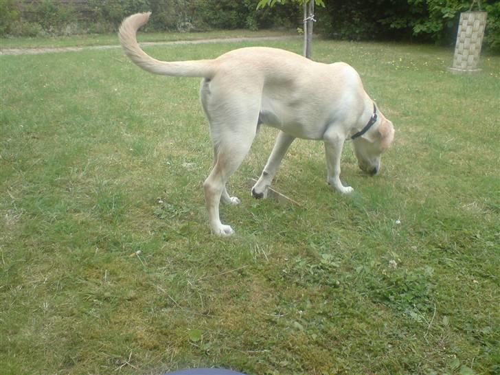 Labrador retriever Thor - Hvad er det jeg har fundet kan ikk få det op billede 17