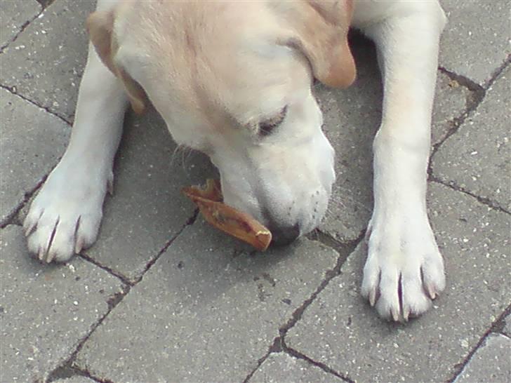 Labrador retriever Thor - Lige ved og smage på et grisse øre som mor og far havde købt billede 18