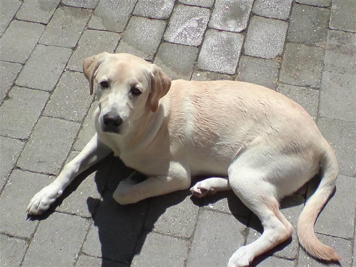 Labrador retriever Thor - Lige kommet hjem fra stranden så nu må jeg ligge og tøre lidt i solen billede 19