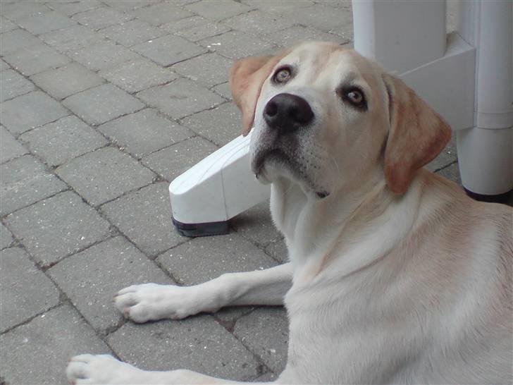 Labrador retriever Thor - Det er alt for varmt må ligge lidt og slappe af i skyggen billede 20