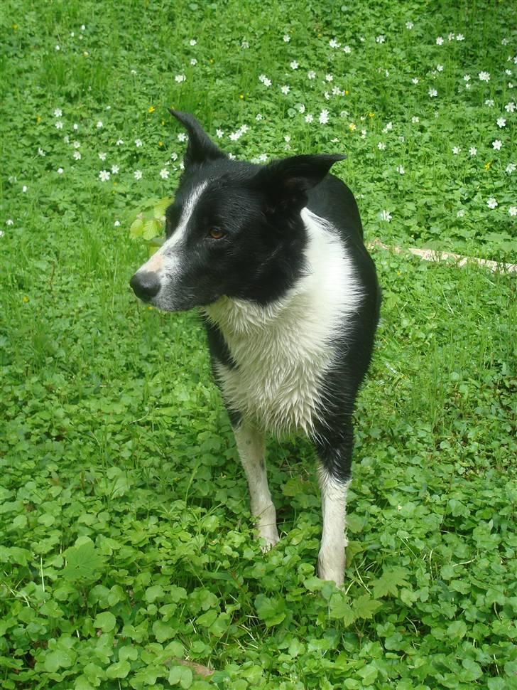 Border collie Spot - R.I.P 18/5 2010 - 1. I skoven 2010  billede 1